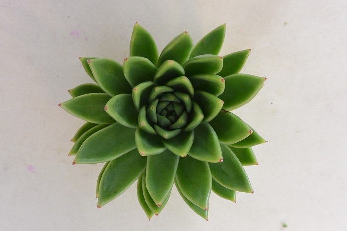 ECHEVERIA AGAVOIDES